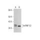 hnRNP E2 Antibody (B-7) - Western Blotting - Image 351865 