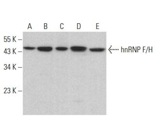 hnRNP F/H Antibody (B-10) - Western Blotting - Image 383762