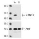 hnRNP H siRNA (h): sc-35579. Western blot analysis of hnRNP H expression in non-transfected control (A) and hnRNP H siRNA