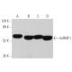 western blotting image from recommended hnRNP I (SH54) monoclonal antibody replacement. Image 359640
