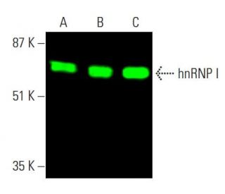 hnRNP I Antibody (SH54) - Western Blotting - Image 386236