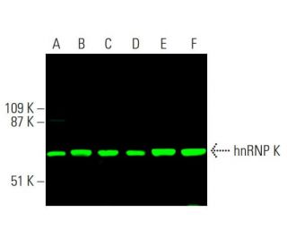 hnRNP K Antibody (D-6) - Western Blotting - Image 378861 