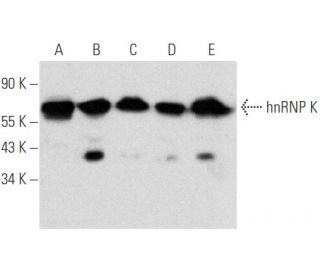 western blotting image from recommended hnRNP K (D-6) monoclonal antibody replacement. Image 354690