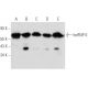 western blotting image from recommended hnRNP K (D-6) monoclonal antibody replacement. Image 354690