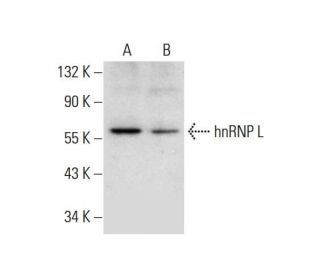 hnRNP L Antibody (F-9) - Western Blotting - Image 297955 