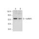 hnRNP L Antibody (F-9) - Western Blotting - Image 297955 