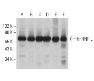 western blotting image from recommended hnRNP L (4D11) monoclonal antibody replacement. Image 364758