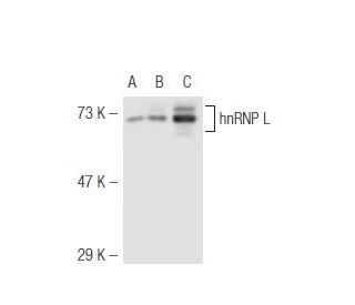 hnRNP L Antibody (A-11) - Western Blotting - Image 47695 