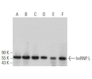 hnRNP L Antibody (D-5) - Western Blotting - Image 362094