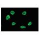 hnRNP M Antibody (5-RE36) - Immunofluorescence - Image 64965