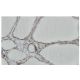 hnRNP M Antibody (5-RE36) - Immunohistochemistry - Image 64966 