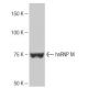 hnRNP M Antibody (5-RE36) - Western Blotting - Image 64967 