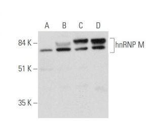 hnRNP M Antibody (A-12) - Western Blotting - Image 333694 