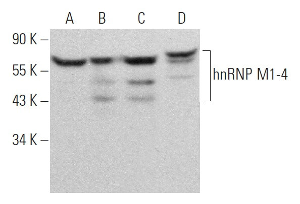 hnRNP M1-4 Antibody (1D8) | SCBT - Santa Cruz Biotechnology
