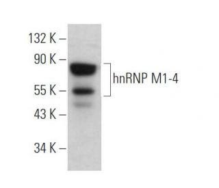 hnRNP M1-4 Antibody (3C181) - Western Blotting - Image 373413 