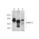 hnRNP Q Antibody (G-6) - Western Blotting - Image 128573 