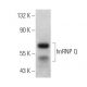 hnRNP Q Antibody (G-6) - Western Blotting - Image 358035