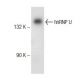 hnRNP U Antibody (D-2) - Western Blotting - Image 145654