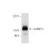 hnRNP U Antibody (D-2) - Western Blotting - Image 295834 