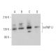 hnRNP U Antibody (D-2) - Western Blotting - Image 373383 