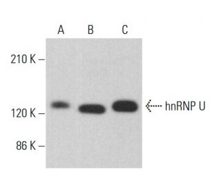 western blotting image from recommended hnRNP U (3G6) monoclonal antibody replacement. Image 381428
