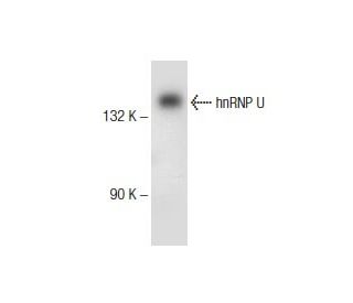 hnRNP U Antibody (D-2) - Western Blotting - Image 145654 