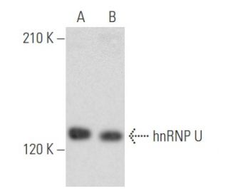 hnRNP U Antibody (3G6) - Western Blotting - Image 355769 