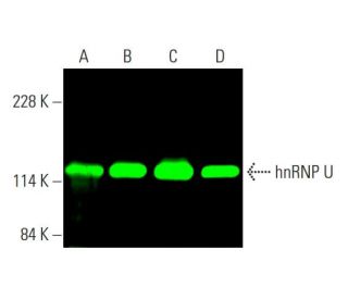 hnRNP U Antibody (3G6) - Western Blotting - Image 384878