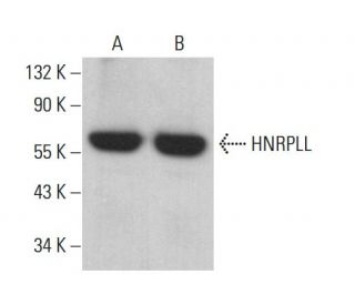 HNRPLL Antibody (A-4) - Western Blotting - Image 376293 