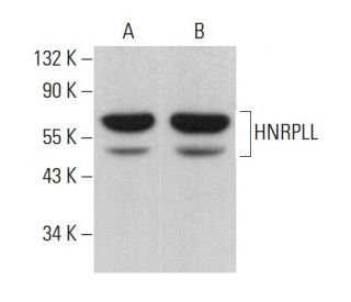 HNRPLL Antibody (E-7) - Western Blotting - Image 376294 