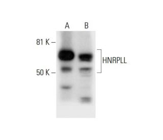 HNRPLL Antibody (H-4) - Western Blotting - Image 288985 