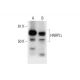 HNRPLL Antibody (H-4) - Western Blotting - Image 288985 