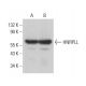 HNRPLL Antibody (H-4) - Western Blotting - Image 376291