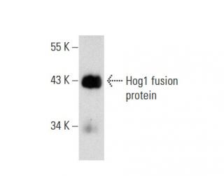 Hog1 Antibody (A-8) - Western Blotting - Image 72904