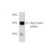 Hog1 Antibody (A-8) - Western Blotting - Image 72904