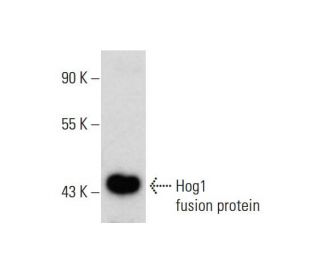 Hog1 Antibody (F-9) - Western Blotting - Image 142710