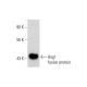 Hog1 Antibody (F-9) - Western Blotting - Image 142710