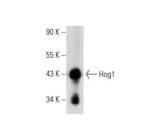 western blotting image from recommended Hog1 (D-3) monoclonal antibody replacement. Image 72905
