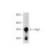 Cet anticorps polyclonal n'est plus commercialisé. Voir l'anticorps monoclonal <a href="hog1-antibody-d-3">Hog1 (D-3)</a> que nous recommandons (données d'échantillonnage indiquées). western blotting image from recommended Hog1 (D-3) monoclonal antibody replacement. Image 72905