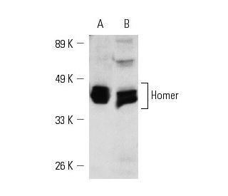 Homer-1b/c Antibody (B-5) - Western Blotting - Image 4482 