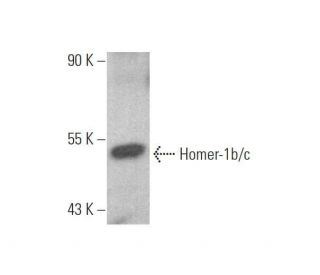 Homer-1b/c Antibody (D-8) - Western Blotting - Image 353275 