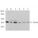 western blotting image from recommended Homer (D-3) monoclonal antibody replacement. Image 381356