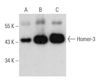 Homer-3 Antibody (D-8) - Western Blotting - Image 353719 