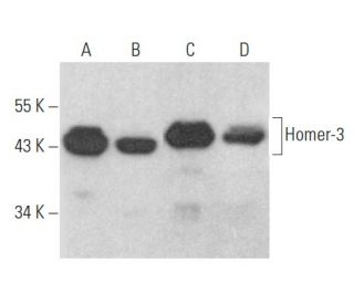 Homer-3 Antibody (E-6) - Western Blotting - Image 354549 