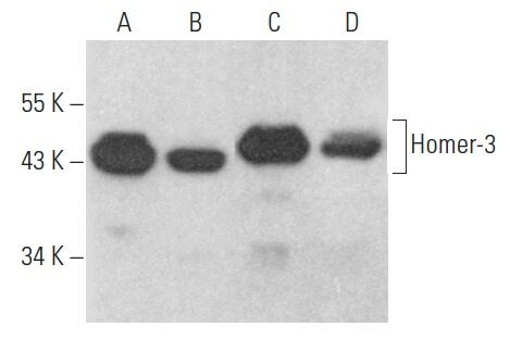 Homer Staining Homer-3抗体 (E-6) | SCBT - Santa Cruz Biotechnology