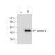 Homer-3 Antibody (G-2) - Western Blotting - Image 138930