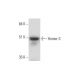 Homer-3 Antibody (G-2) - Western Blotting - Image 325103 