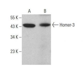 Homer-3 Antibody (E-2) - Western Blotting - Image 380459