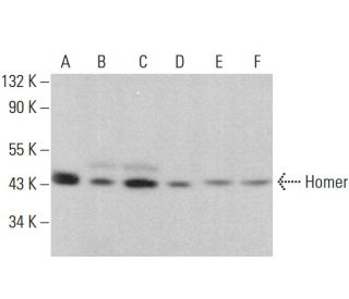 western blotting image from recommended Homer (D-3) monoclonal antibody replacement. Image 381356
