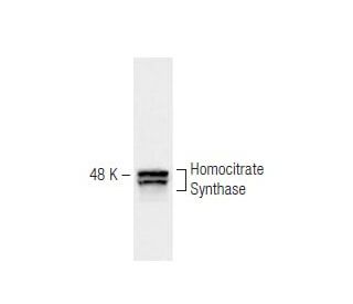 Homocitrate Synthase Antibody (31F5) - Western Blotting - Image 67345